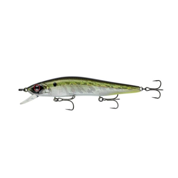 Provoke Series – American Shad