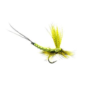 PW OLIVE DUN MAY
