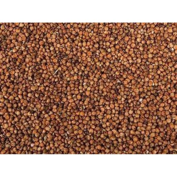 Red Dari (Dry)