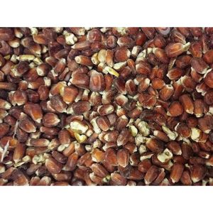 Red Maize (Dry)