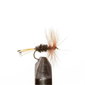 Rio Grande King