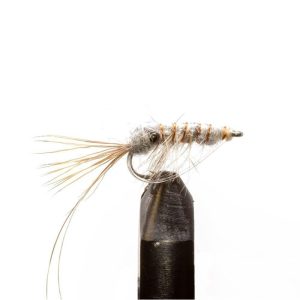 Shrimp Grey