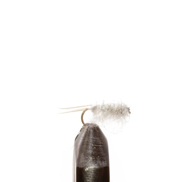 Sow Bug