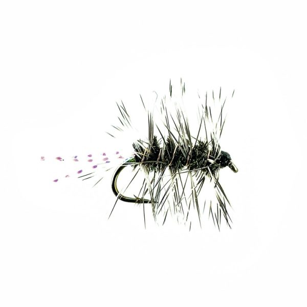 SPARKLE GRIFFITH’S GNAT