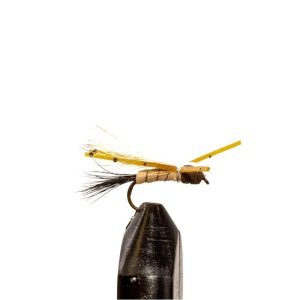 Spruce Moth
