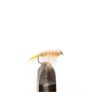 Tan Shrimp