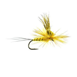 TILT WING MAY – PICRIC OLIVE