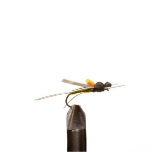 Timber Ant Olive
