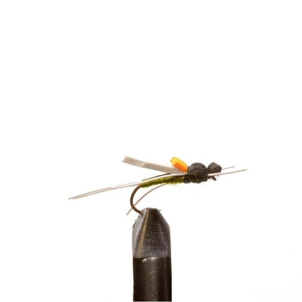 Timber Ant Olive