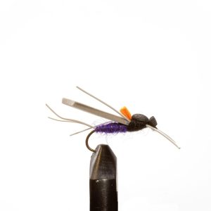 Timber Ant Purple