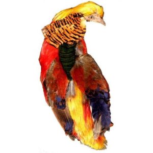 Turrall Golden Pheasant