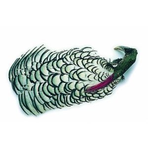 Veniard Amherst Pheasant Complete Head