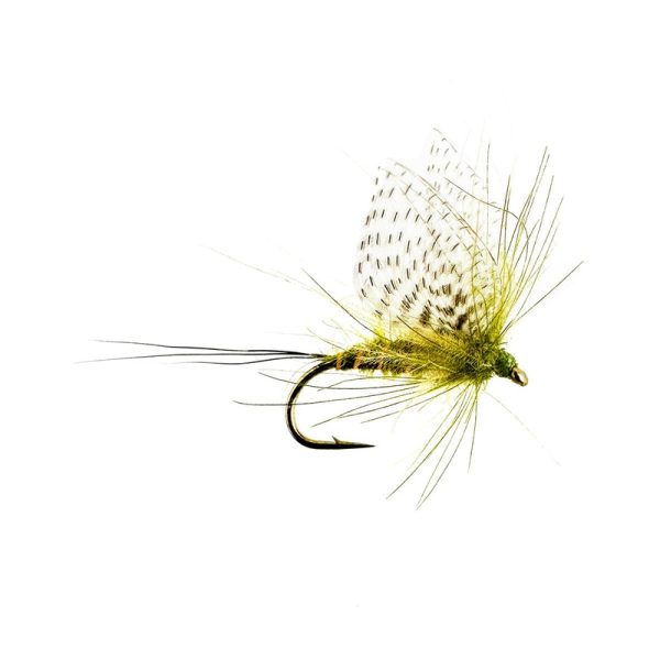 WALLY WING MAY – OLIVE DUN