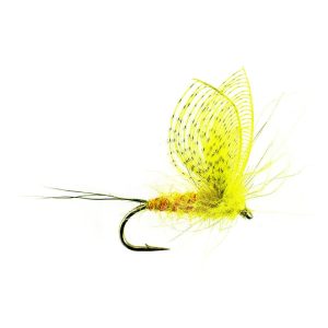 WALLY WING MAY – YELLOW DUN