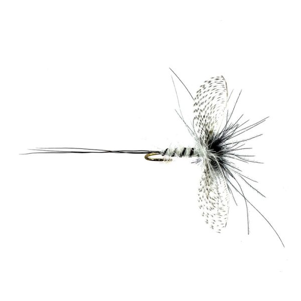 WALLY WING WHITE SPENT