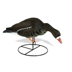 White Fronted Goose Bent Over