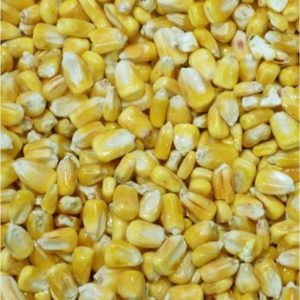 Whole Maize (1kg-20kg) – Dry Particle Bait