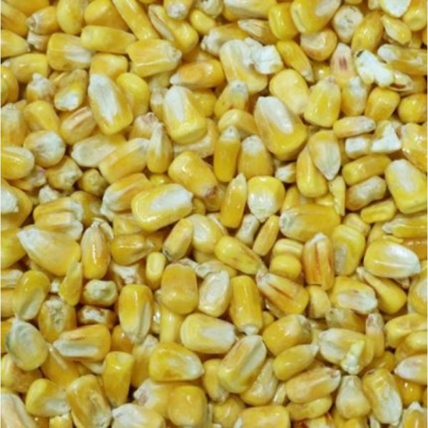 Whole Maize (1kg-20kg) – Dry Particle Bait