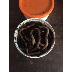 Worms | Small Tub | 40g