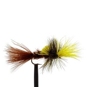 Yellow Para Brown